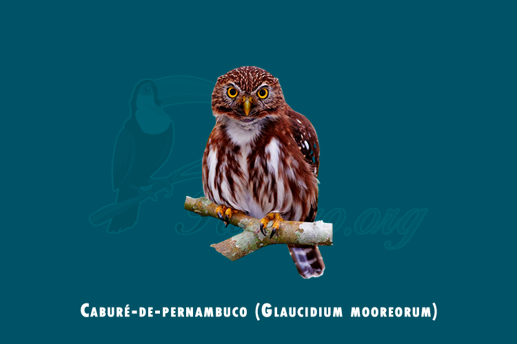 cabure-de-pernambuco (glaucidium mooreorum)