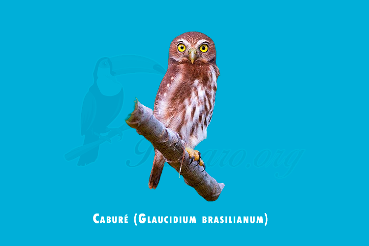 cabure (glaucidium brasilianum)