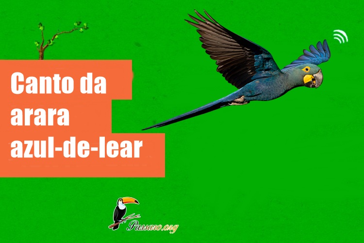 canto da arara-azul-de-lear