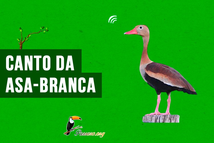 canto da asa-branca