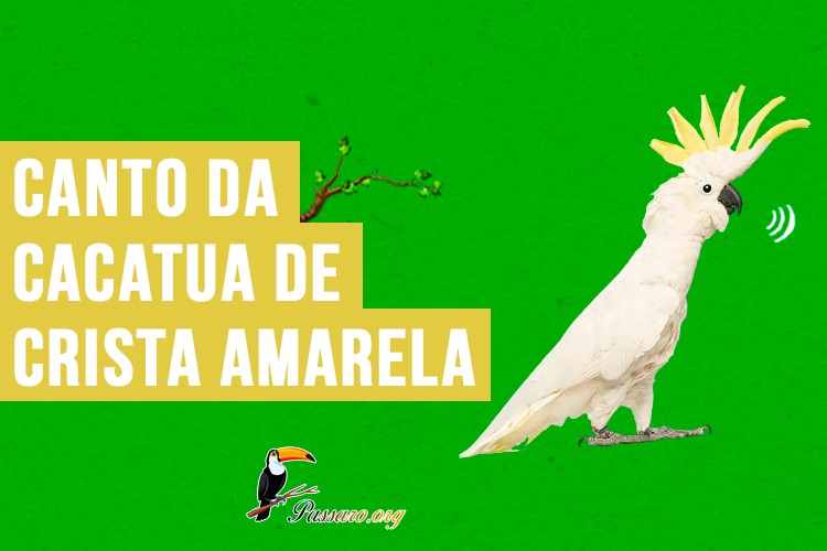 canto da cacatua-de-crista-amarela