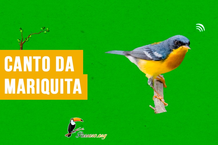 canto da mariquita