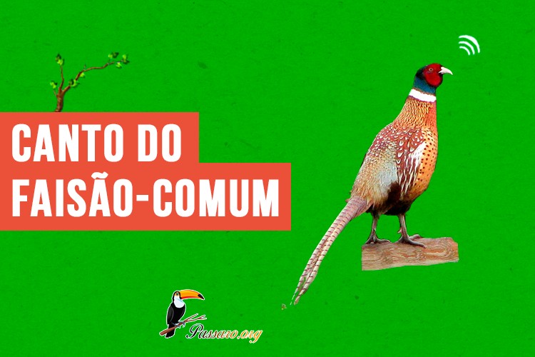 canto do faisao-comum