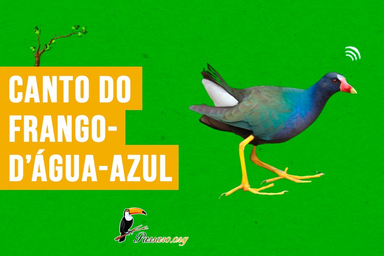 canto do frango-d’água-azul