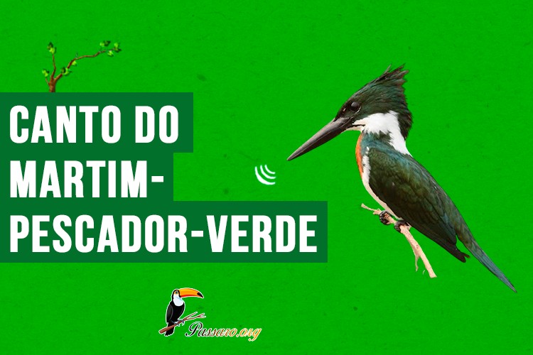 canto do martim-pescador-verde