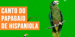 canto do papagaio-de-hispaniola