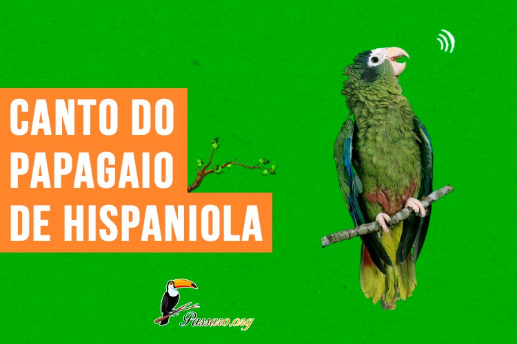 canto do papagaio-de-hispaniola