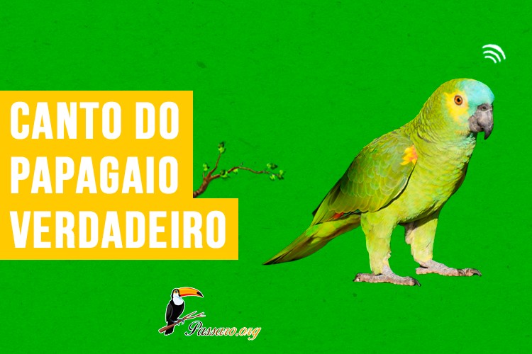 canto do papagaio-verdadeiro