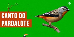 canto do pardalote