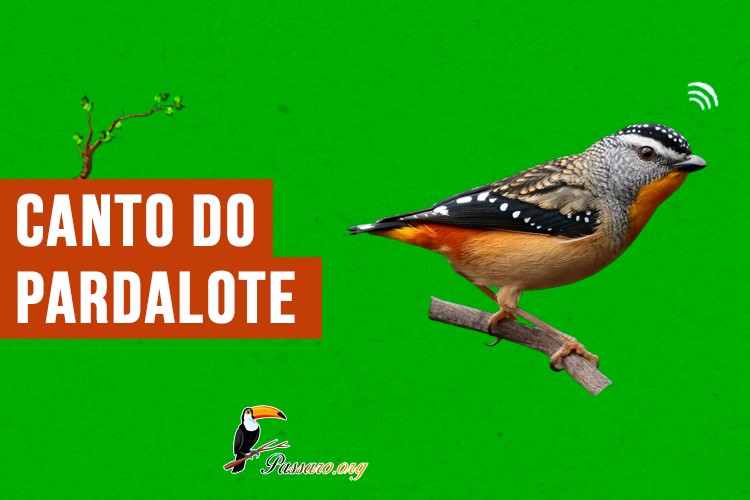 canto do pardalote