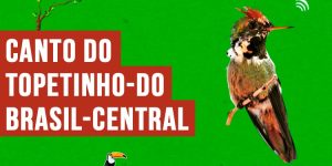 anto do topetinho-do-brasil-central