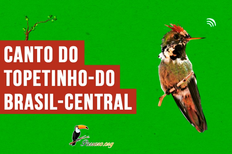 anto do topetinho-do-brasil-central