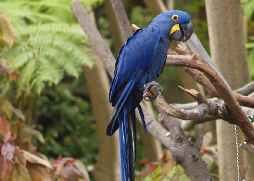 características da arara-azul-de-lear