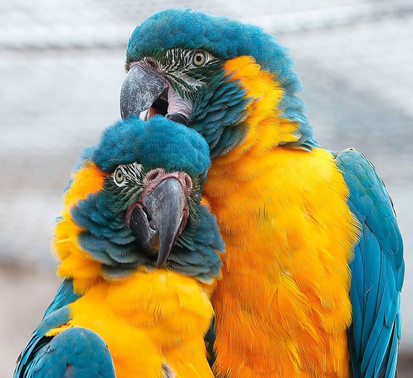 caracteristicas da arara-de-garganta-azul