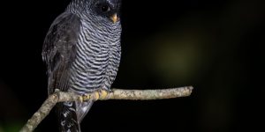 características da coruja-preta