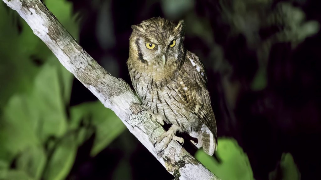 características da corujinha-do-mato