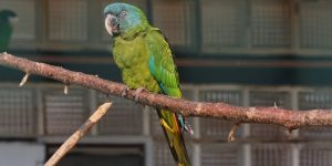 caracteristicas da maracana-de-cabeca-azul