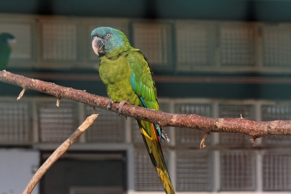 caracteristicas da maracana-de-cabeca-azul