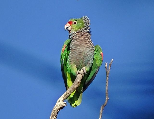 características da papagaio-de-peito-roxo