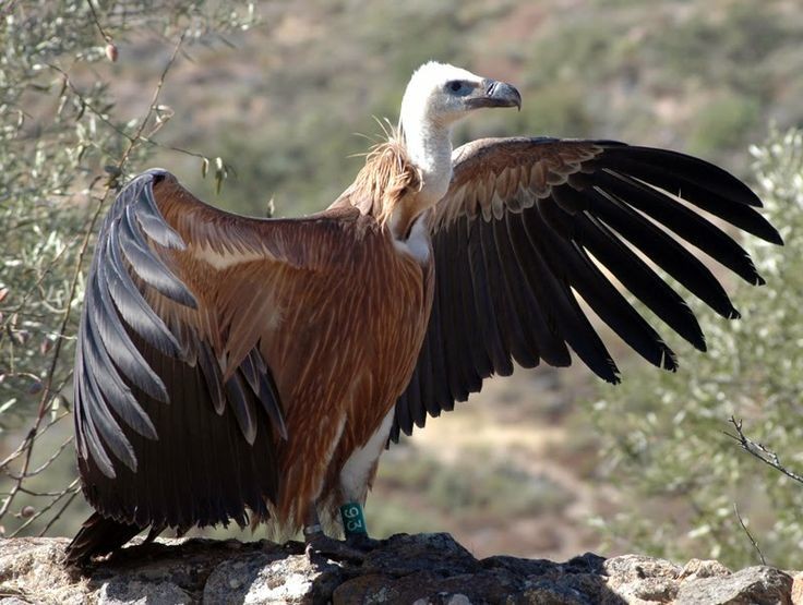características do abutre-fouveiro