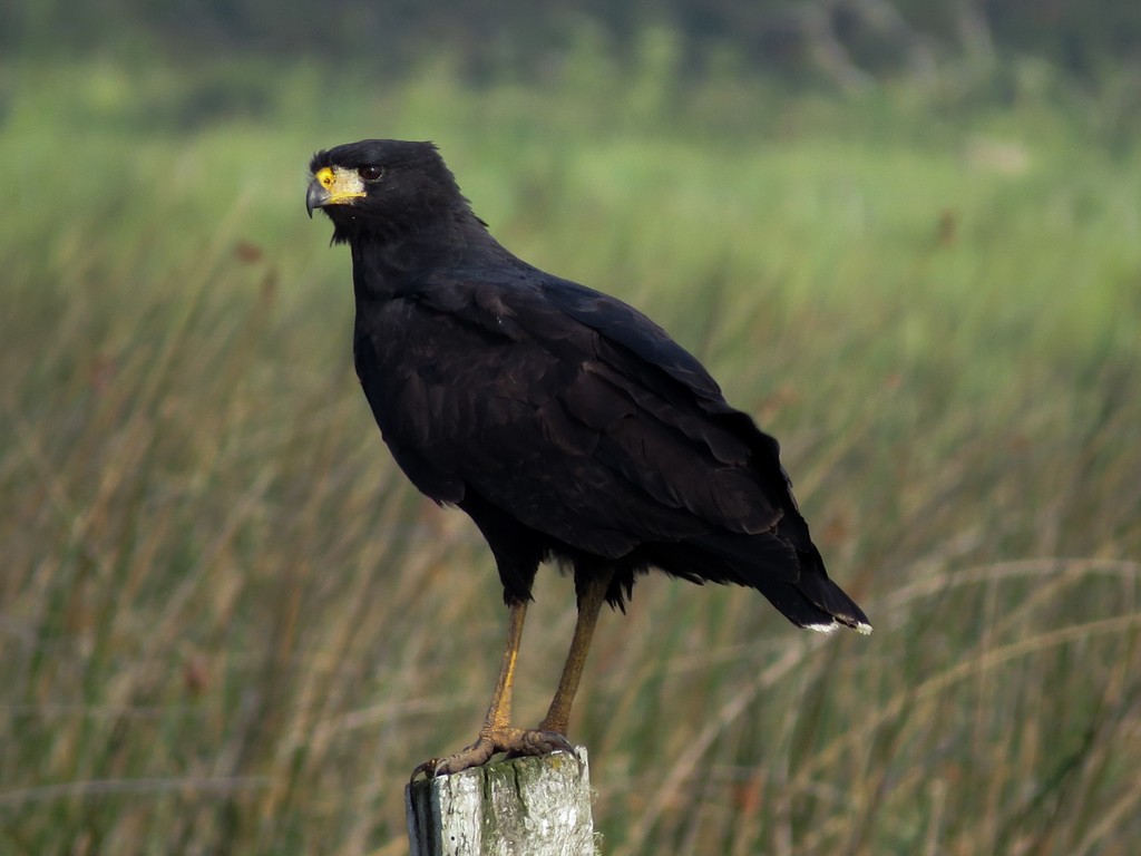 características do gaviao-preto