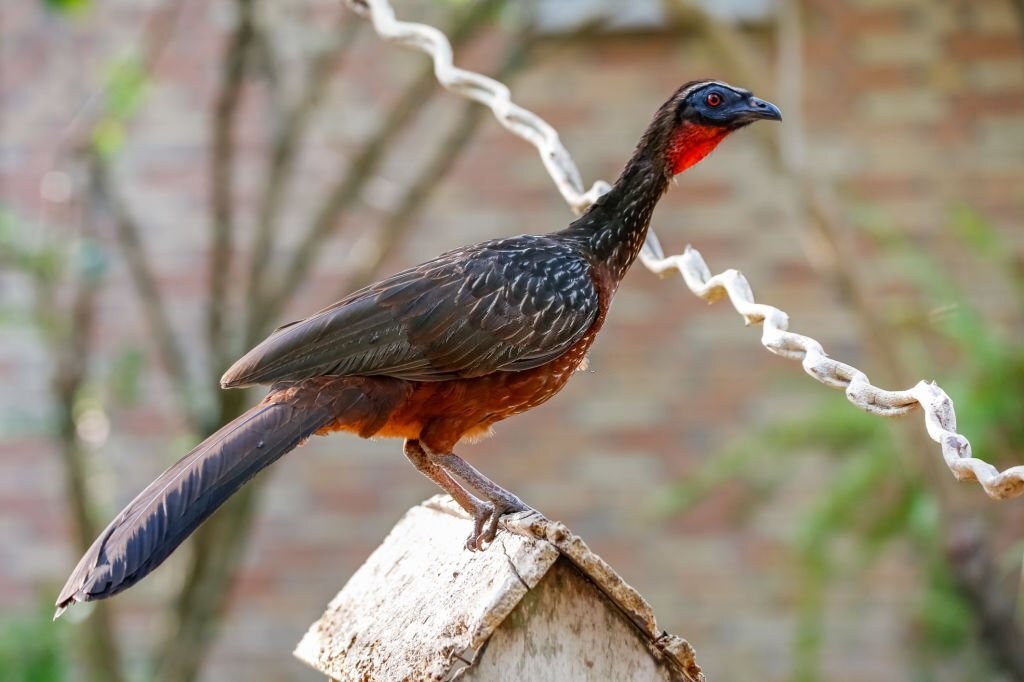 características do jacu-de-barriga-castanha