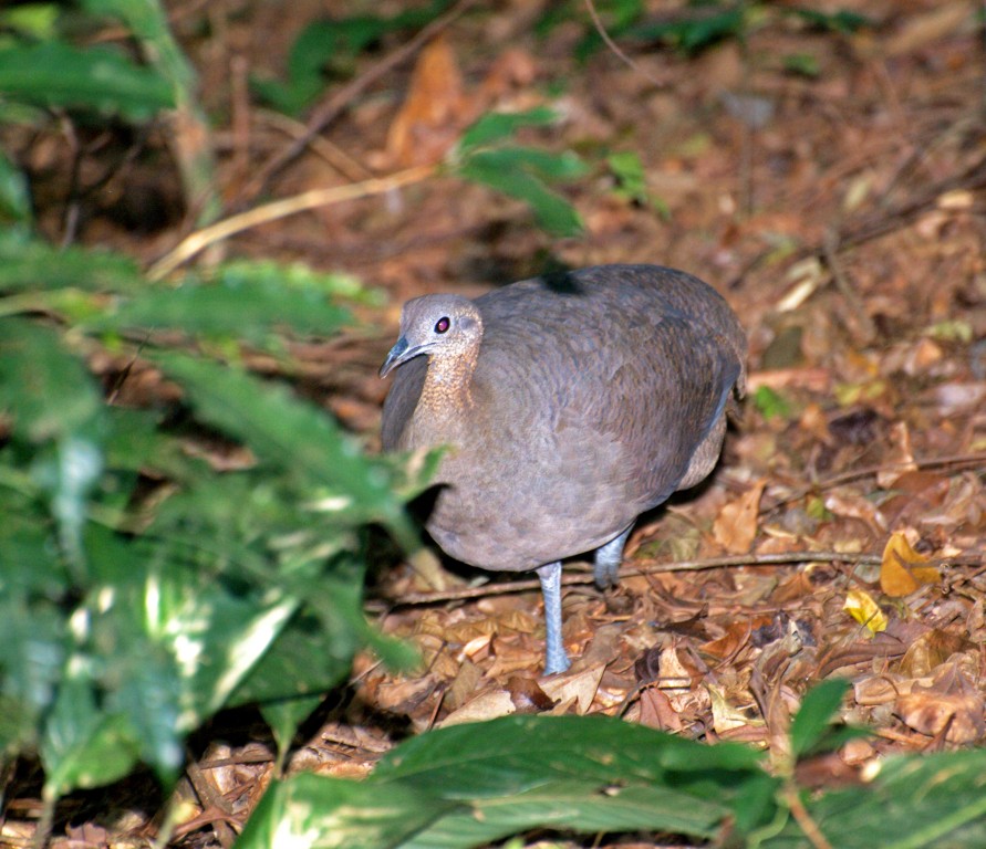 características do macuco