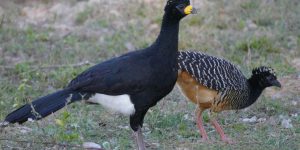 caracteristicas do mutum-pinima