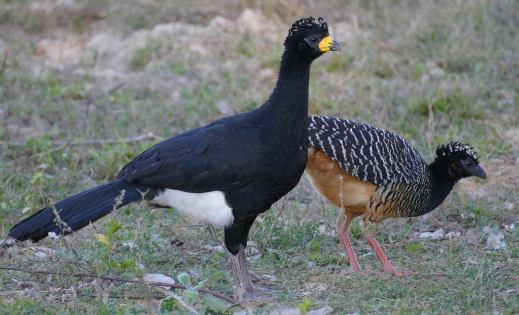 caracteristicas do mutum-pinima