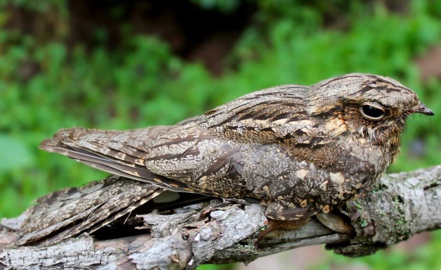 características do noitibo-cinzento