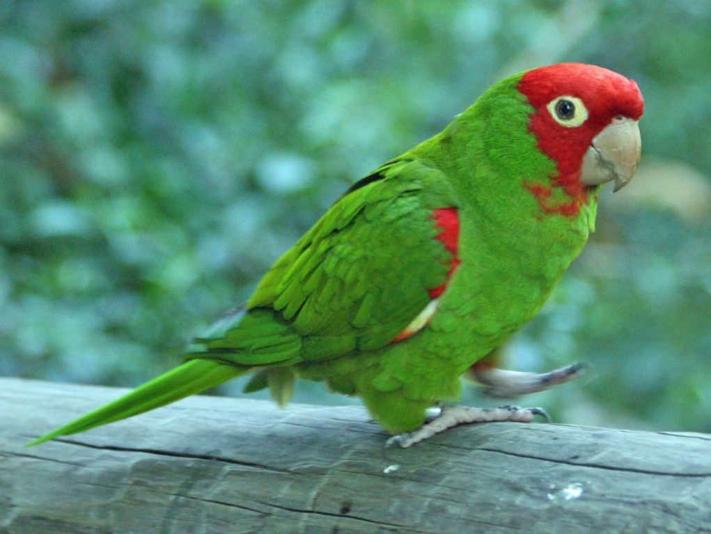 caracteristicas do papagaio-charao