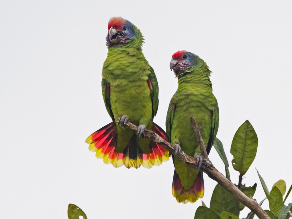 caracteristicas do papagaio-chaua
