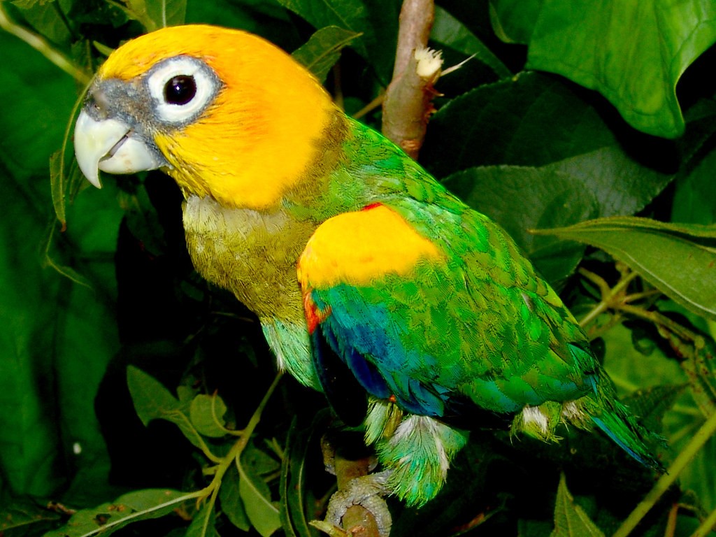 características do papagaio com cabeca de acafrao