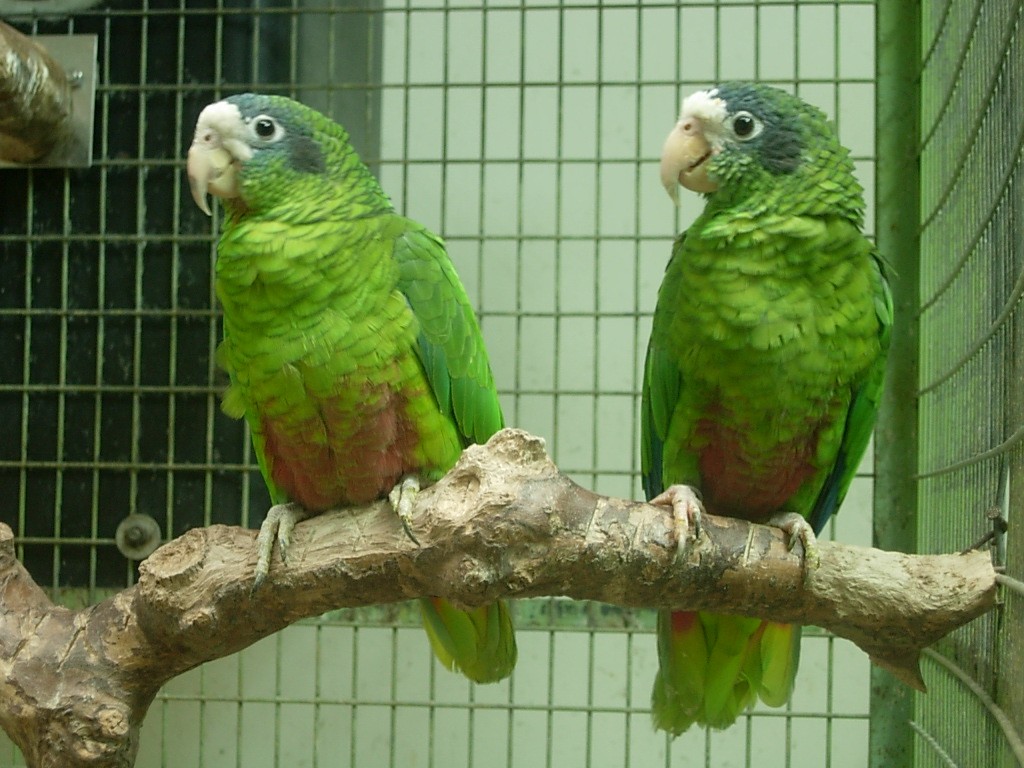 características do papagaio-de-hispaniola