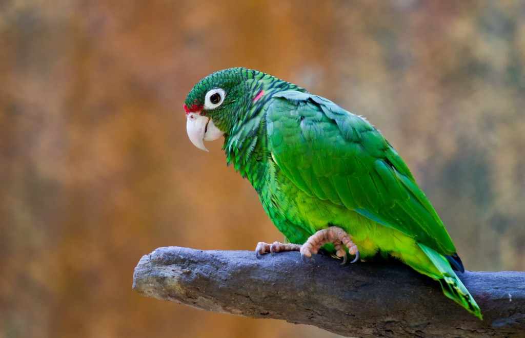 caracteristicas do papagaio de porto rico