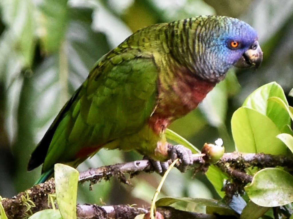 caracteristicas do papagaio-de-santa-lucia