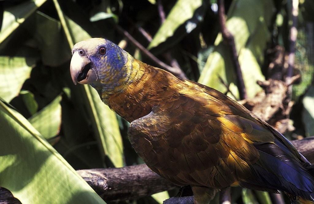 caracteristicas do papagaio-de-sao-vicente