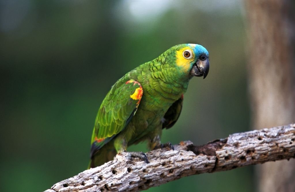caracteristicas do papagaio-do-mangue