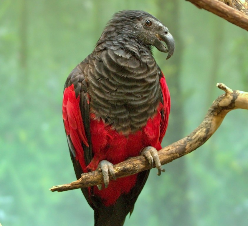 características do papagaio-dracula