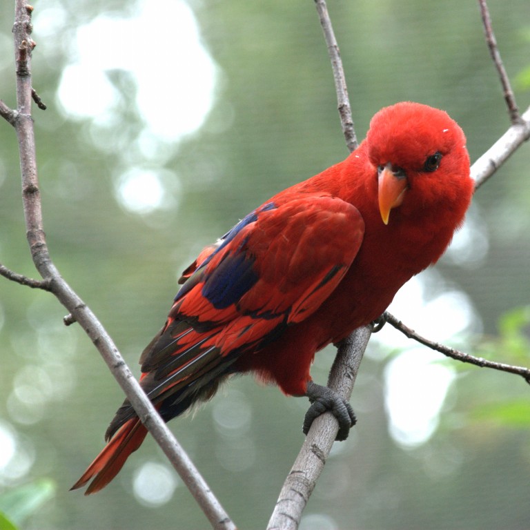 caracteristicas do papagaio-escarlate