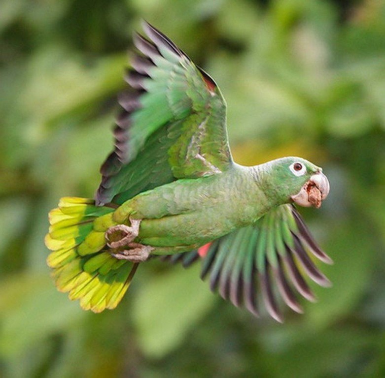 caracteristicas do papagaio-moleiro