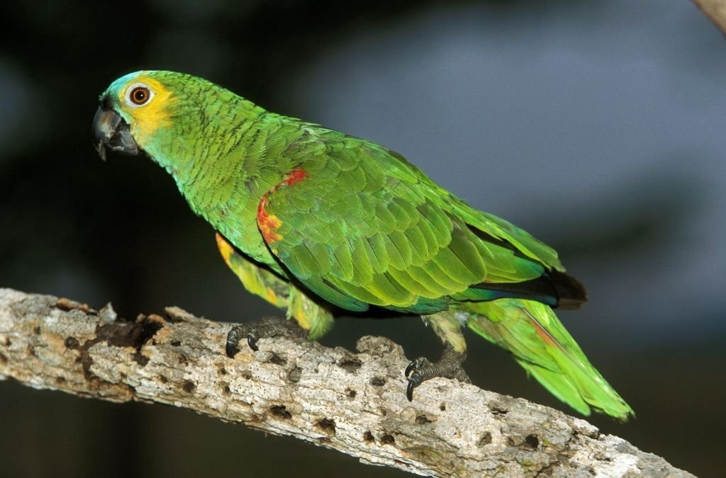 caracteristicas do papagaio-verdadeiro