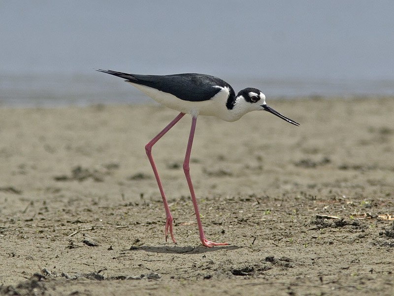 caracteristicas do pernilongo-de-costas-brancas