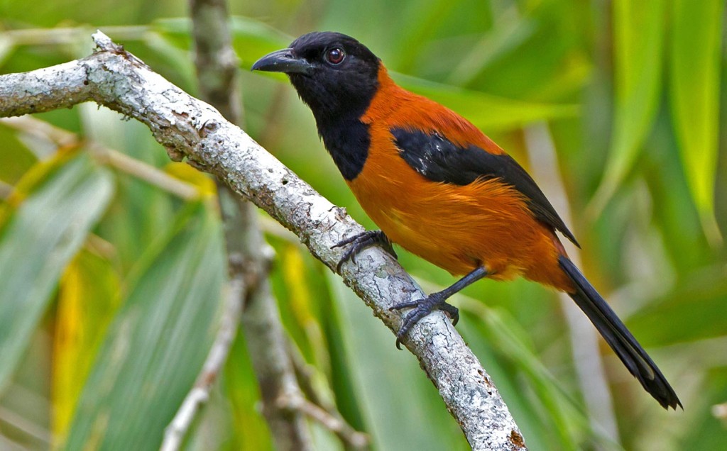 características do pitohui