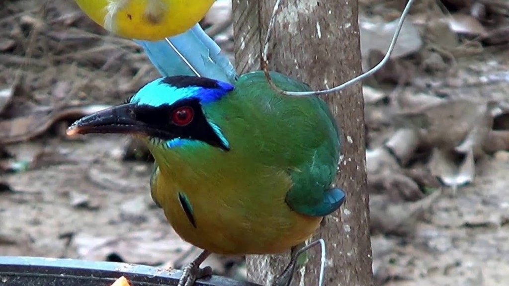 características do udu-de-coroa-azul