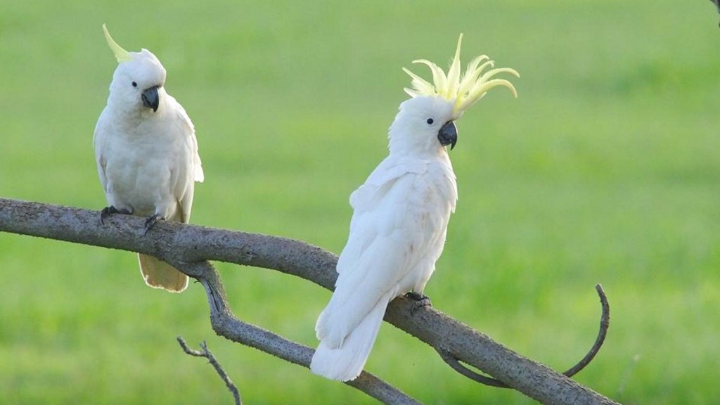 classificacao cientifica da cacatua-de-crista-amarela