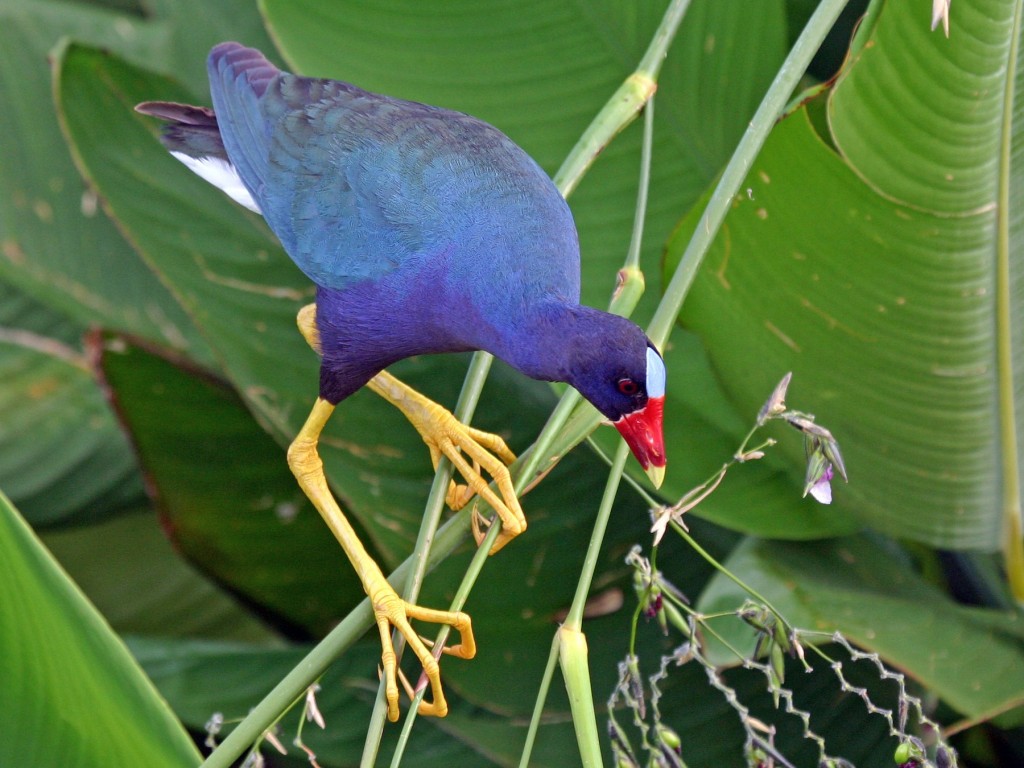 classificacao cientifica da frango-d’água-azul