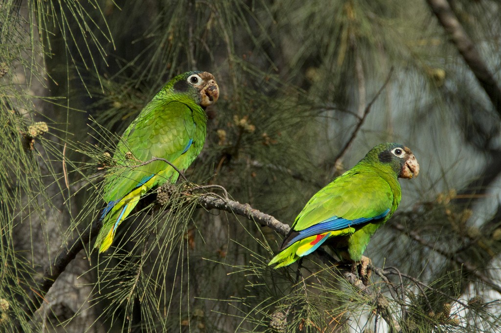 classificacao cientifica do papagaio-de-hispaniola