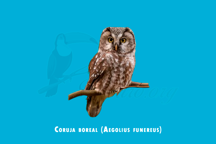 coruja boreal (aegolius funereus)