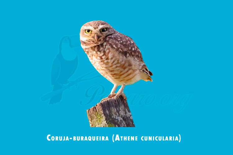 coruja-buraqueira (athene cunicularia)